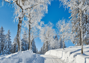 Hohe Buche